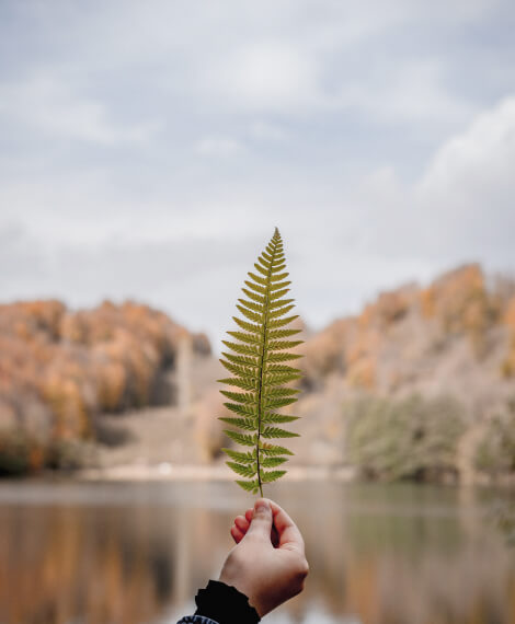 Person holding a fern on a southern california hike