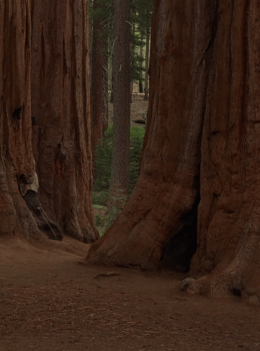 sequoia trees forest photo